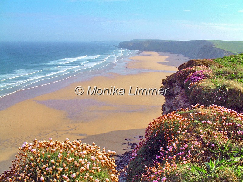 11_Kueste_ Nelken_.jpg